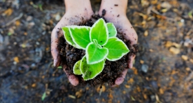 immagine Corso di Agricoltura e gestione della risorsa suolo   