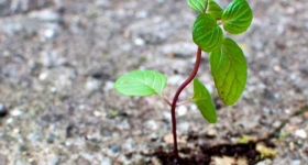 immagine Corso di Valutazione di impatto ambientale e valutazione ambientale strategica